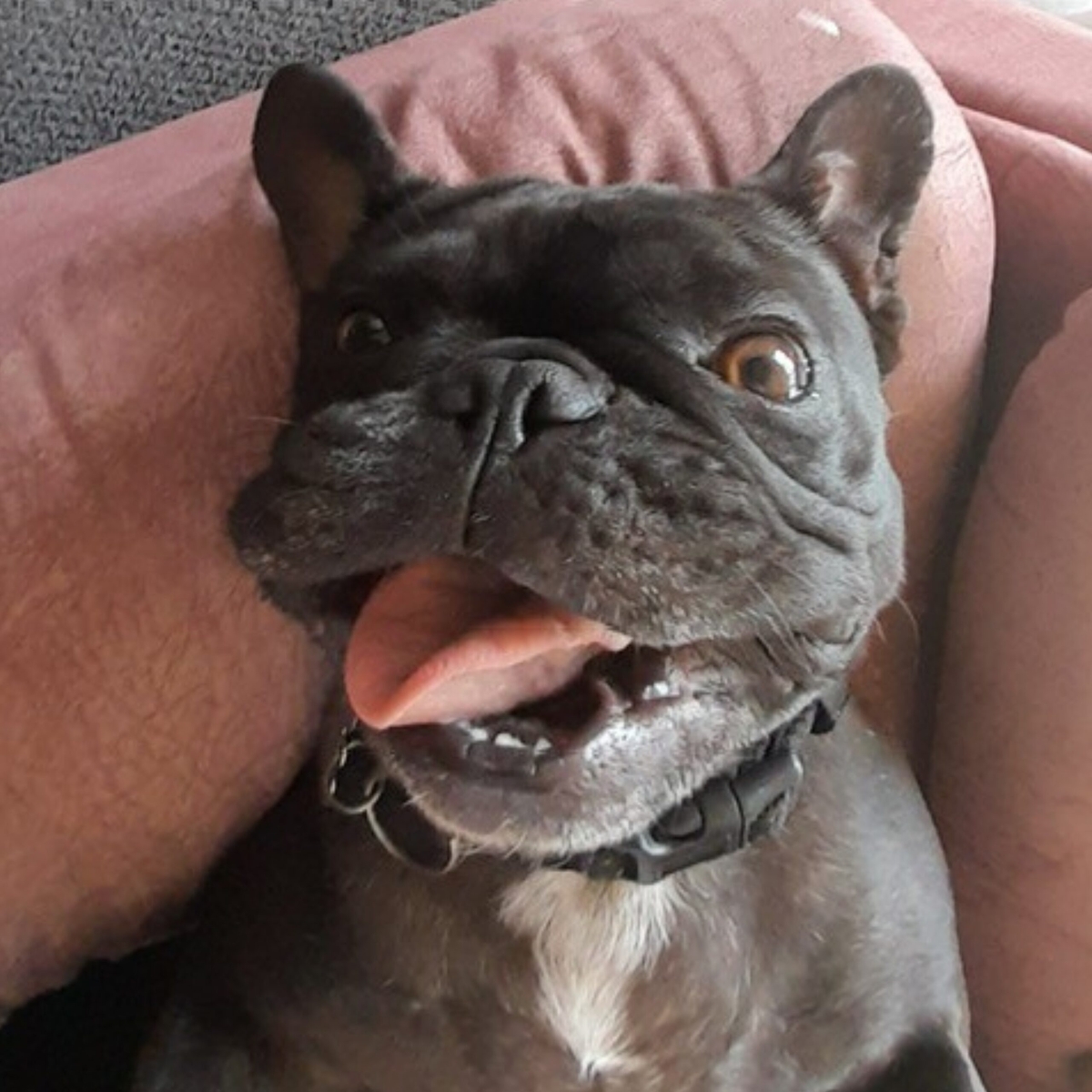 Pet Custody Case We’ve Helped Resolve.