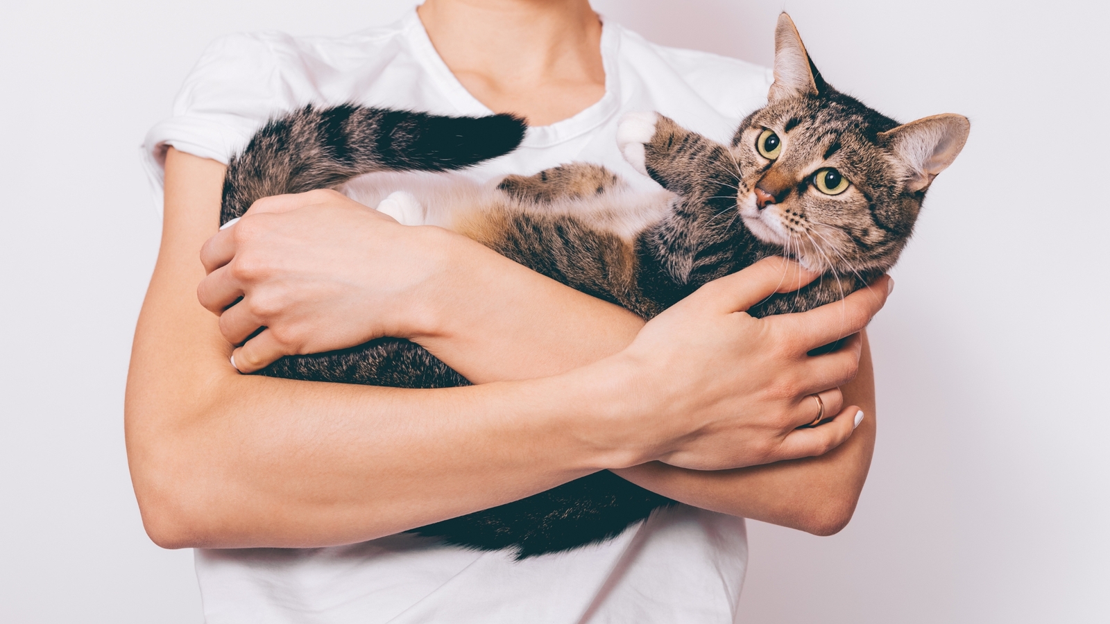 Pet Custody & the Family Court: What the New Law Actually Means