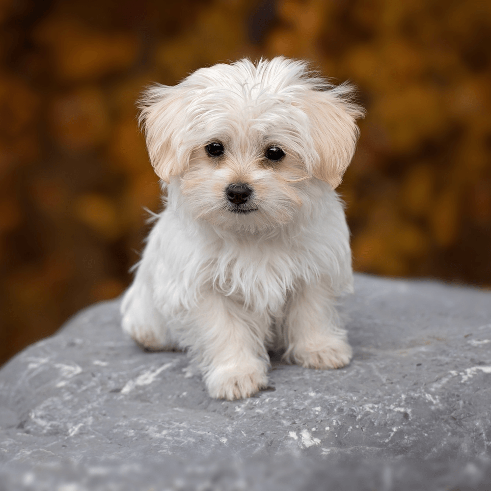 Pets now a formal part of separation proceedings