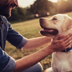 Pets and Divorce: Legal Insights on ABC Radio