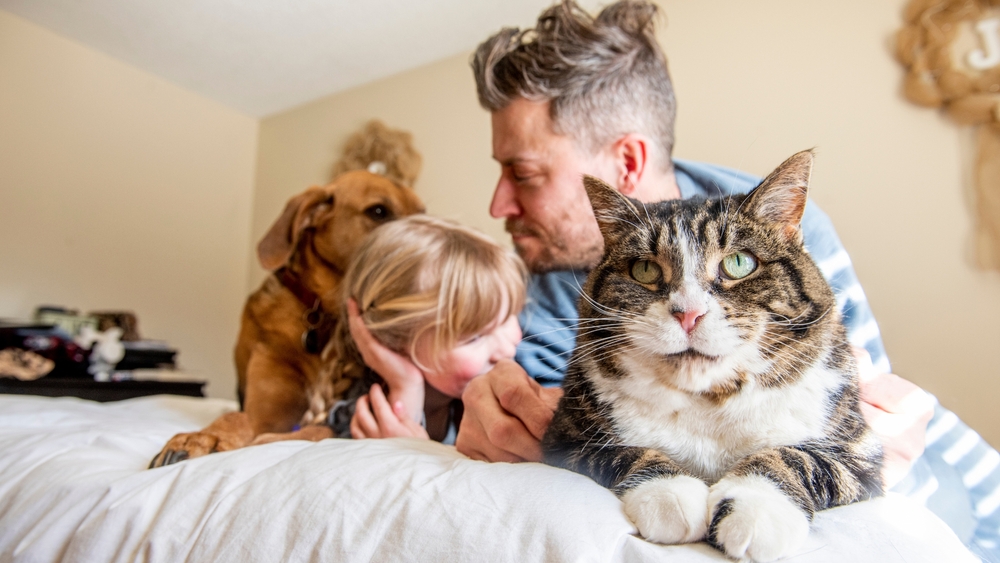 What is a “Companion Animal” in Australia’s new family law changes?