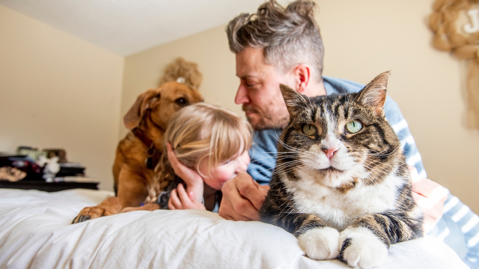What is a “Companion Animal” in Australia’s new family law changes?